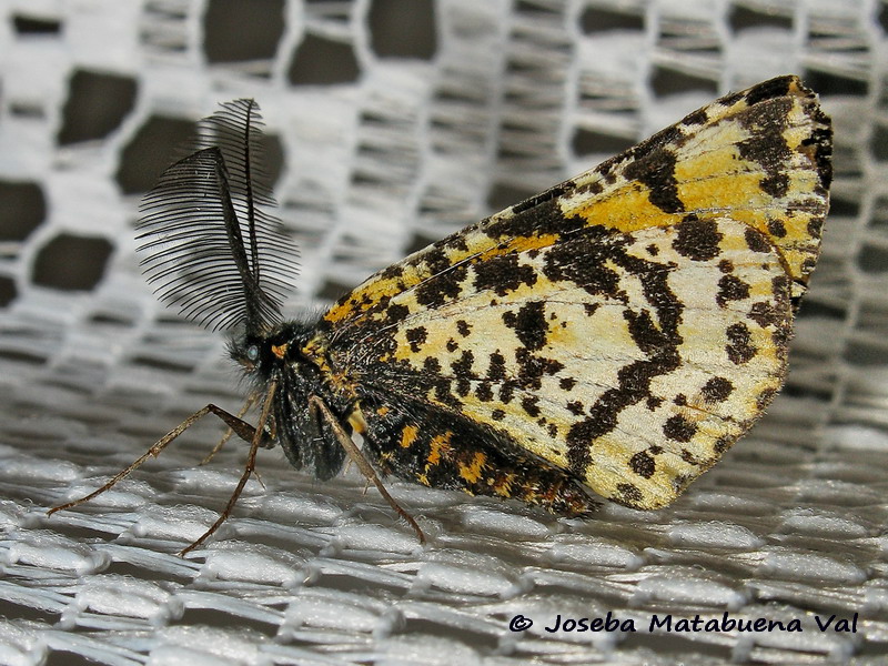 Eurranthis plummistaria - Geometridae